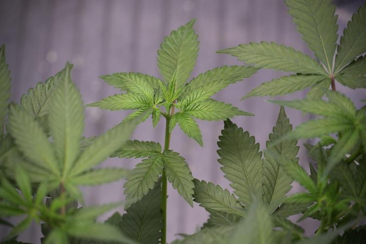God father OG By Zamnesia Pheno A. Week 5 - God father OG Pheno A