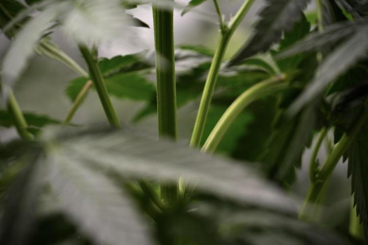 God father OG By Zamnesia Pheno A. Week 5 - God father OG Pheno A