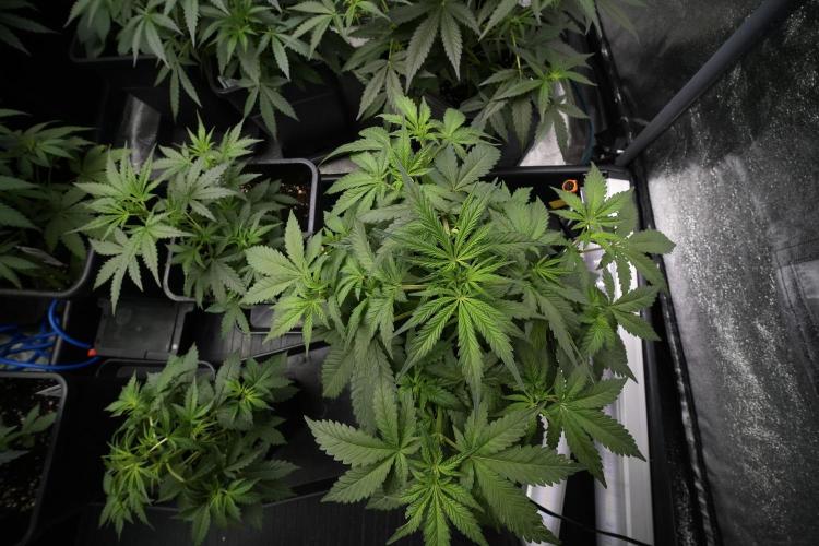 Pheno B God father OG By Zamnesia. Week 5 -  bird view