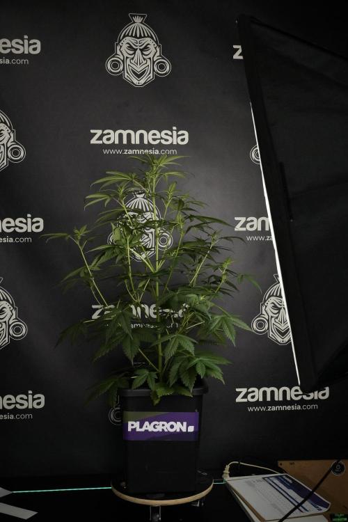 Pheno B God father OG By Zamnesia. Week 5 - God father OG pheno B studio moments