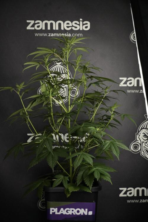 Pheno B God father OG By Zamnesia. Week 5 - God father OG pheno B studio moments