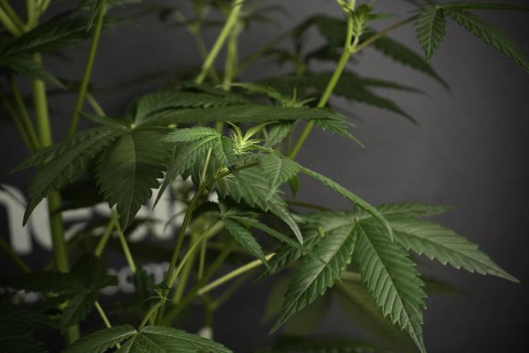 Pheno B God father OG By Zamnesia. Week 5 - God father OG pheno B studio moments