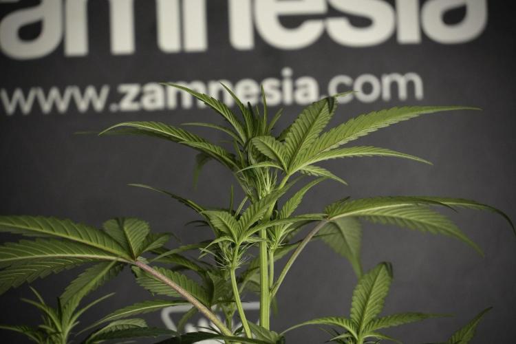 Pheno B God father OG By Zamnesia. Week 5 - God father OG pheno B studio moments