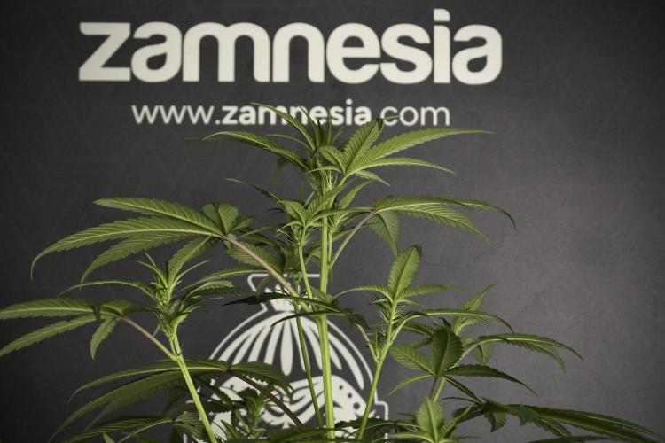 Pheno B God father OG By Zamnesia. Week 5 - God father OG pheno B studio moments