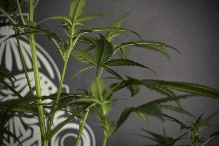 Pheno B God father OG By Zamnesia. Week 5 - God father OG pheno B studio moments