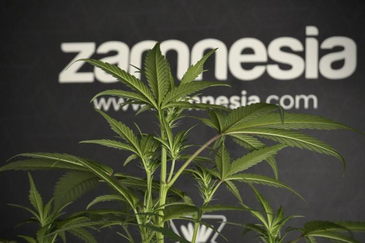 Pheno B God father OG By Zamnesia. Week 5 - God father OG pheno B studio moments