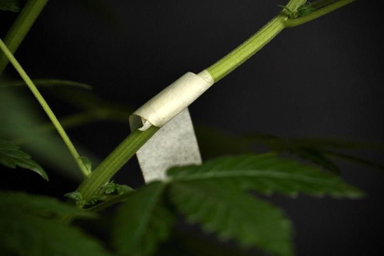 Pheno B God father OG By Zamnesia. Week 5 - God father OG pheno B studio moments