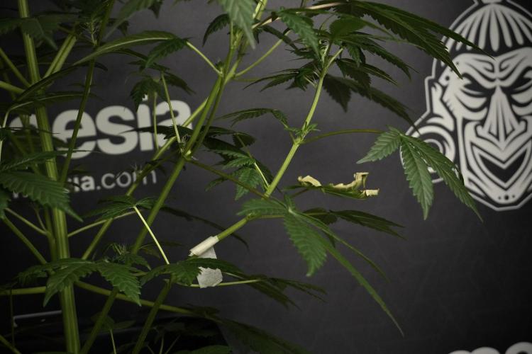 Pheno B God father OG By Zamnesia. Week 5 - God father OG pheno B studio moments