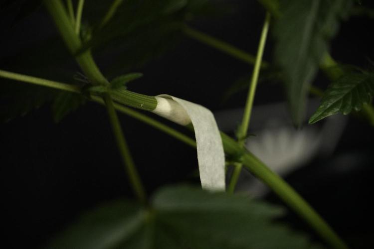 Pheno B God father OG By Zamnesia. Week 5 - God father OG pheno B studio moments