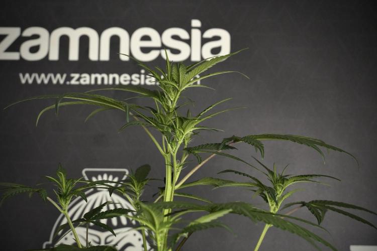 Pheno B God father OG By Zamnesia. Week 5 - God father OG pheno B studio moments