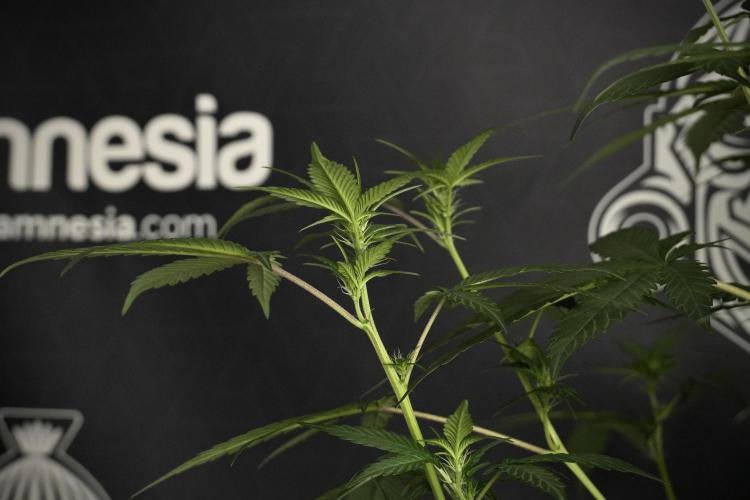 Pheno B God father OG By Zamnesia. Week 5 - God father OG pheno B studio moments