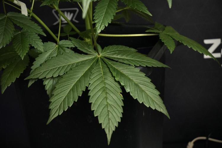 Pheno B God father OG By Zamnesia. Week 5 - God father OG pheno B studio moments