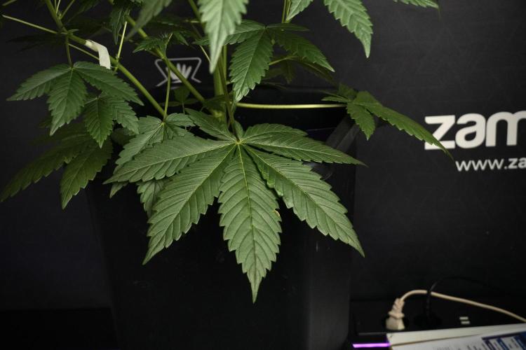 Pheno B God father OG By Zamnesia. Week 5 - God father OG pheno B studio moments