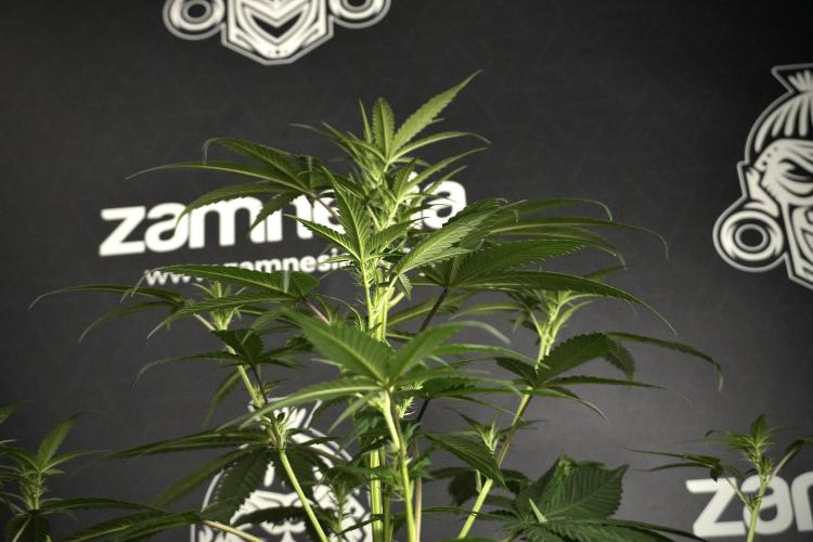 Pheno B God father OG By Zamnesia. Week 5 - God father OG pheno B studio moments