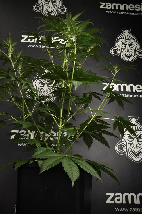 Pheno B God father OG By Zamnesia. Week 5 - God father OG pheno B studio moments