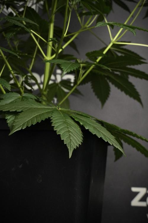 Pheno B God father OG By Zamnesia. Week 5 - God father OG pheno B studio moments
