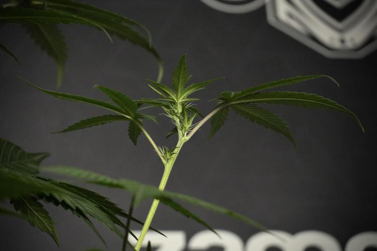 Pheno B God father OG By Zamnesia. Week 5 - God father OG pheno B studio moments