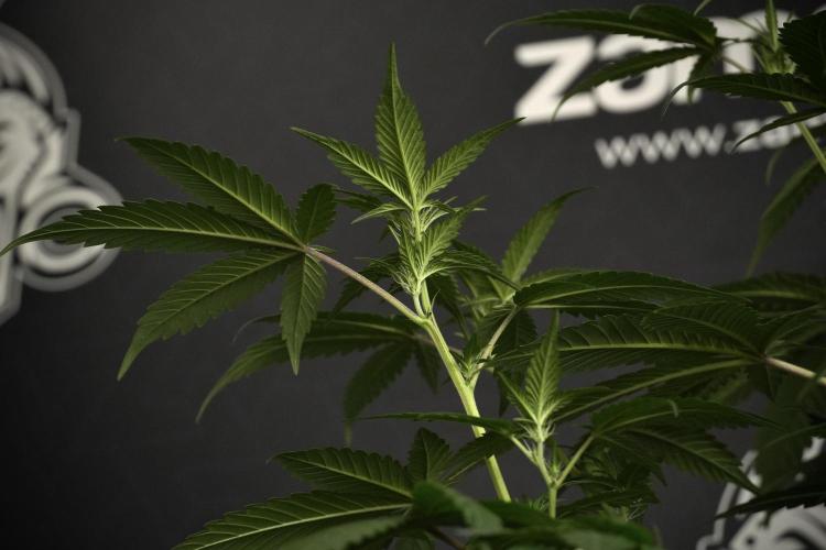 Pheno B God father OG By Zamnesia. Week 5 - God father OG pheno B studio moments