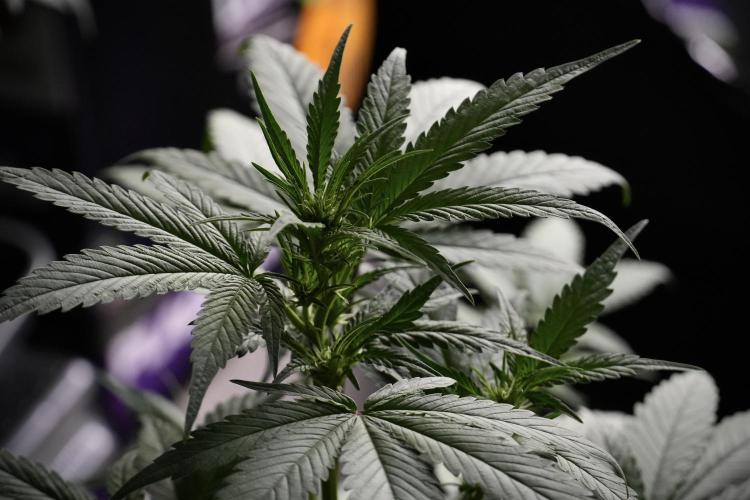 Pheno B God father OG By Zamnesia. Week 5 - God father OG pheno B studio moments