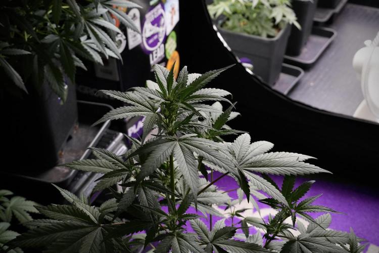 Pheno B God father OG By Zamnesia. Week 5 - God father OG pheno B studio moments