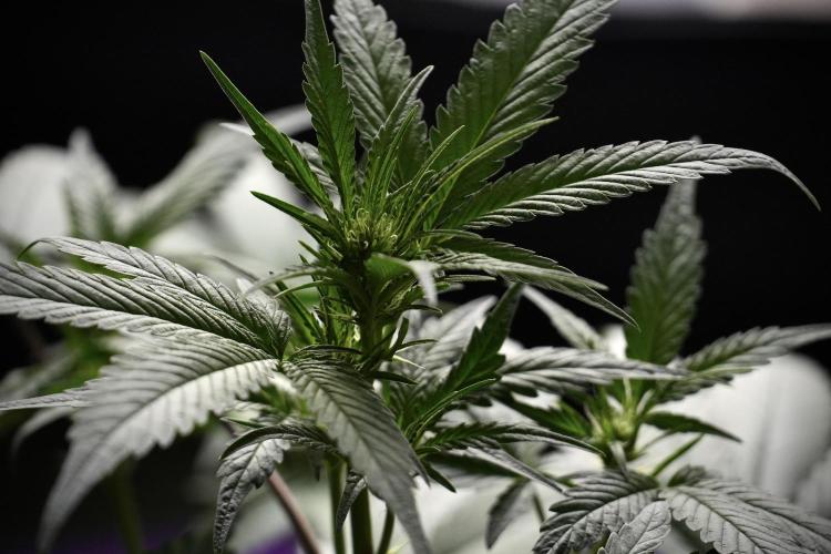 Pheno B God father OG By Zamnesia. Week 5 - God father OG pheno B studio moments