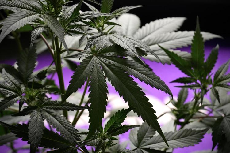 Pheno B God father OG By Zamnesia. Week 5 - God father OG pheno B studio moments