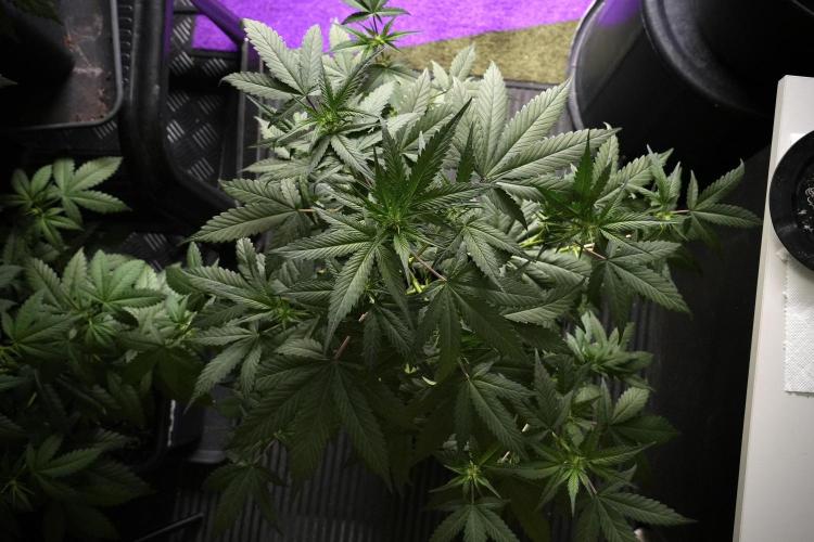 Pheno B God father OG By Zamnesia. Week 5 - God father OG pheno B studio moments
