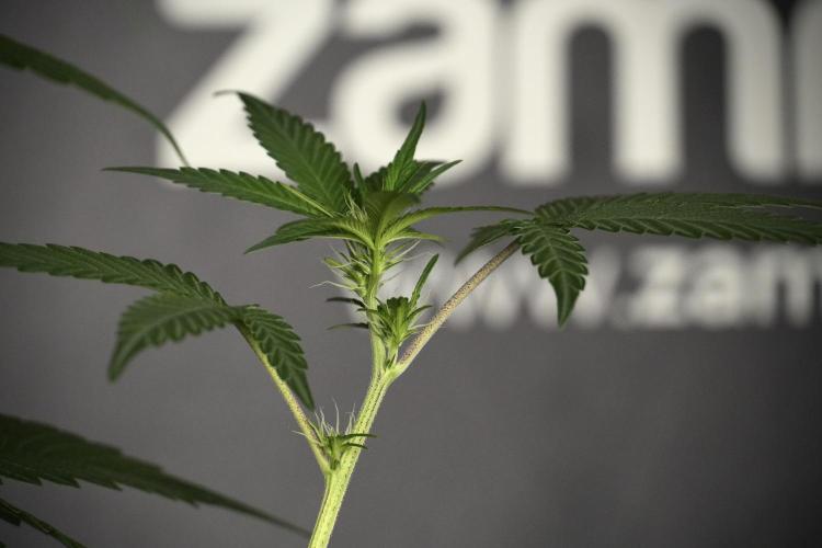 Pheno B God father OG By Zamnesia. Week 5 - God father OG pheno B studio moments