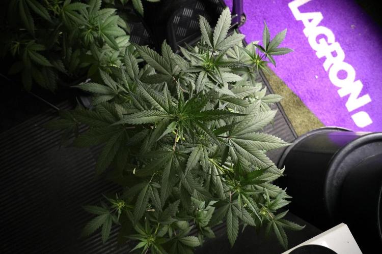 Pheno B God father OG By Zamnesia. Week 5 - God father OG pheno B studio moments
