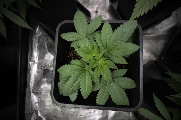 Passion Fruitz By Zamnesia. Week 5 - Passion Fruitz the solo survivor one 