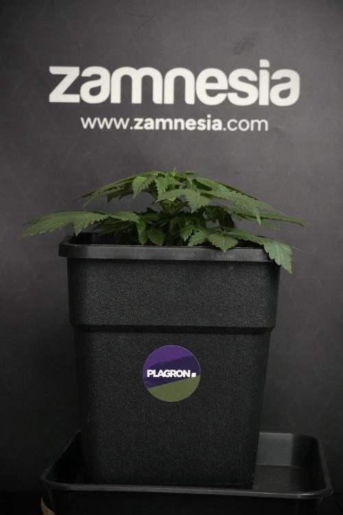 Passion Fruitz By Zamnesia. Week 5 - Passion Fruitz the solo survivor one 