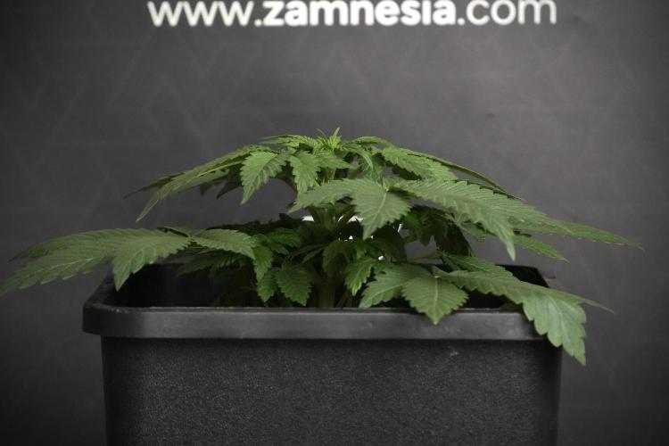 Passion Fruitz By Zamnesia. Week 5 - Passion Fruitz the solo survivor one 