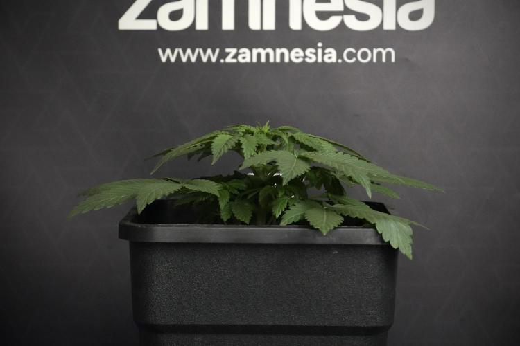 Passion Fruitz By Zamnesia. Week 5 - Passion Fruitz the solo survivor one 