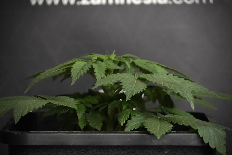 Passion Fruitz By Zamnesia. Week 5 - Passion Fruitz the solo survivor one 