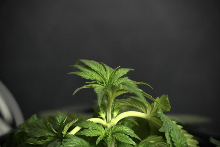 Passion Fruitz By Zamnesia. Week 5 - Passion Fruitz the solo survivor one 