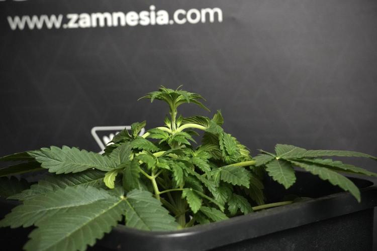 Passion Fruitz By Zamnesia. Week 5 - Passion Fruitz the solo survivor one 