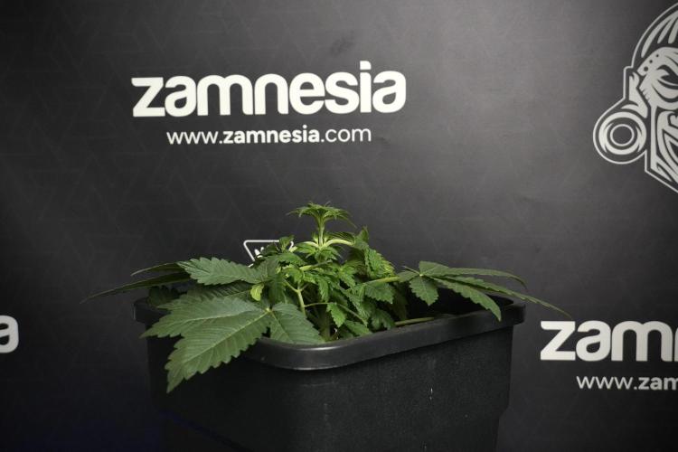 Passion Fruitz By Zamnesia. Week 5 - Passion Fruitz the solo survivor one 