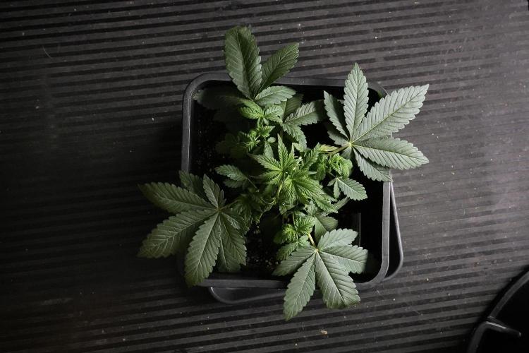 Passion Fruitz By Zamnesia. Week 5 - Passion Fruitz the solo survivor one 