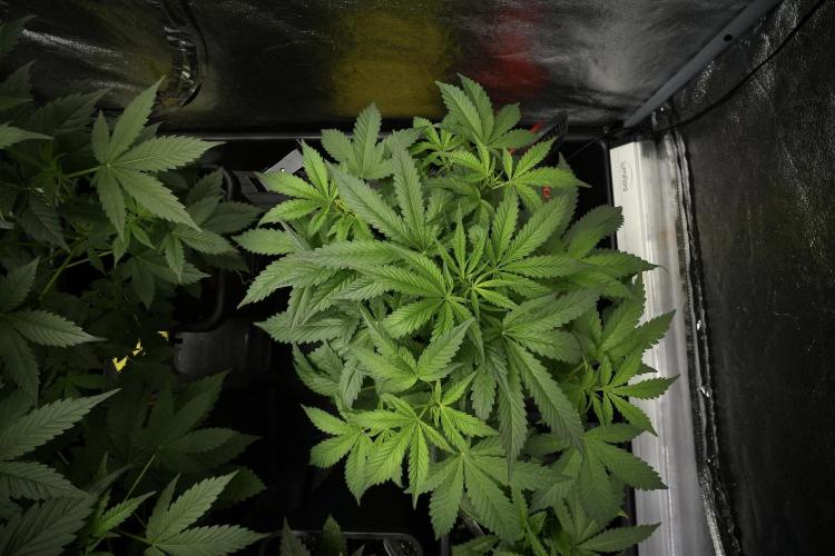 Purple Haze By Zamnesia Pheno A. Week 5 - Purple Haze Pheno A