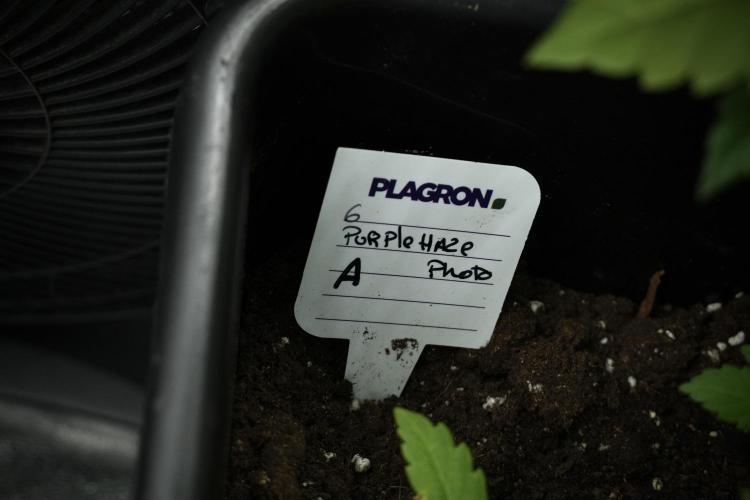 Purple Haze By Zamnesia Pheno A. Week 5 - Purple Haze Pheno A