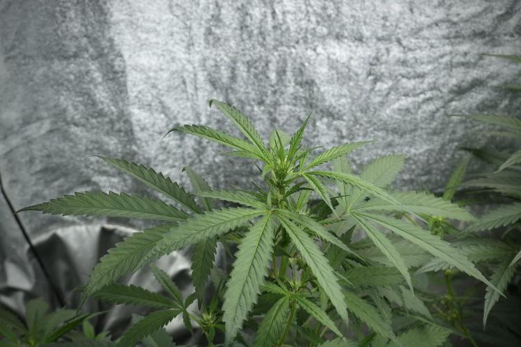 Purple Haze By Zamnesia Pheno A. Week 5 - Purple Haze Pheno A