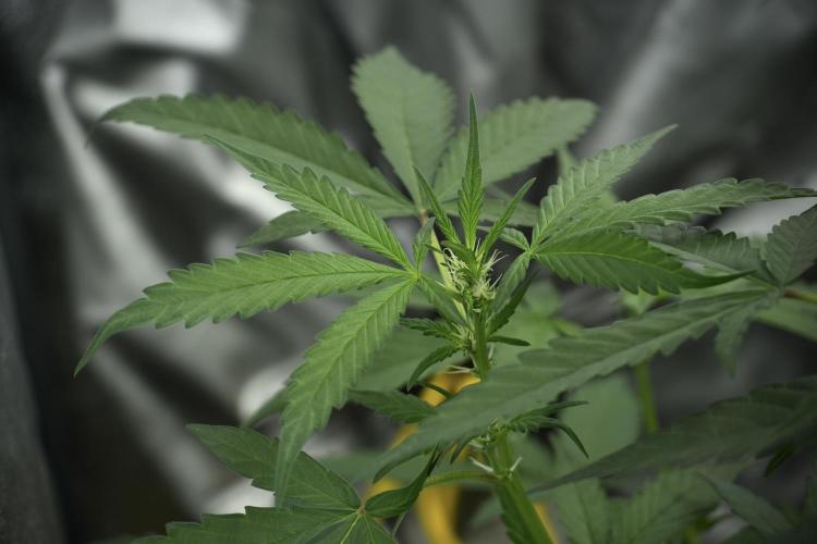 Purple Haze By Zamnesia Pheno A. Week 5 - Purple Haze Pheno A