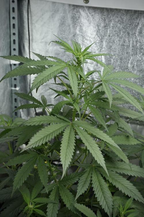 Purple Haze By Zamnesia Pheno A. Week 5 - Purple Haze Pheno A