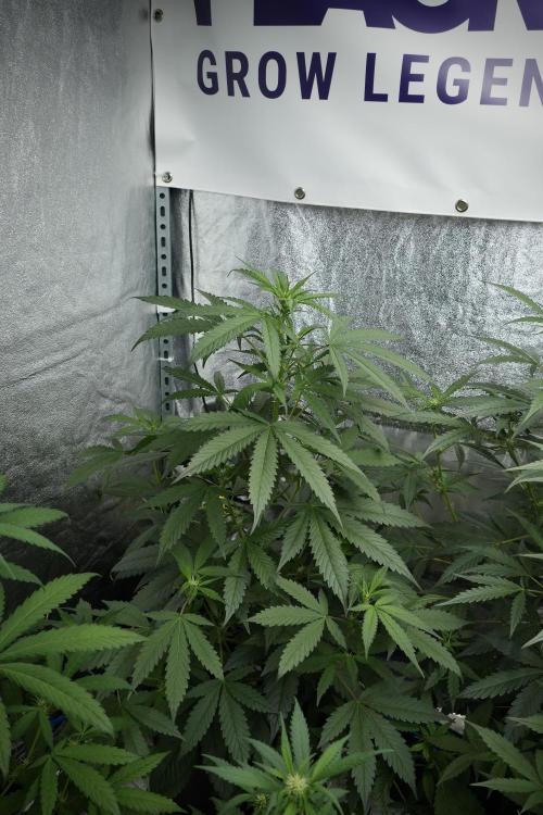 Purple Haze By Zamnesia Pheno A. Week 5 - Purple Haze Pheno A
