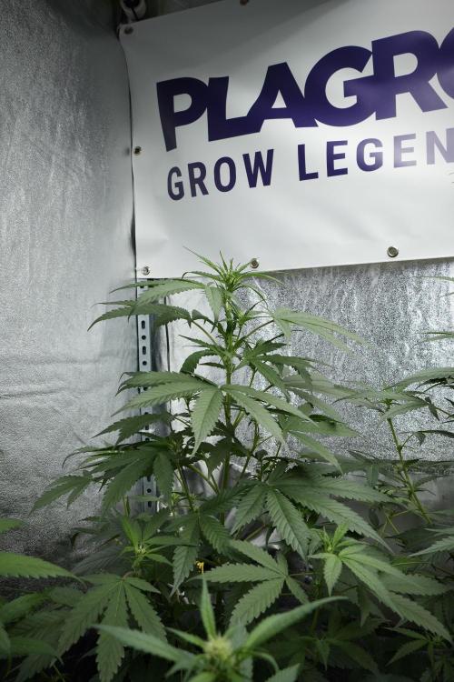 Purple Haze By Zamnesia Pheno A. Week 5 - Purple Haze Pheno A