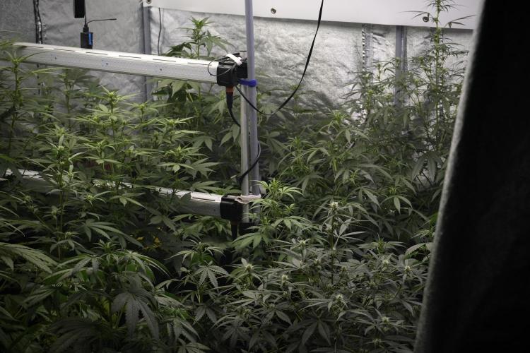 Purple Haze By Zamnesia Pheno A. Week 5 - Room