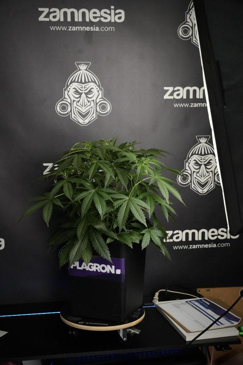 Pheno B Purple Haze By Zamnesia. Week 5 - Purple Haze Pheno B