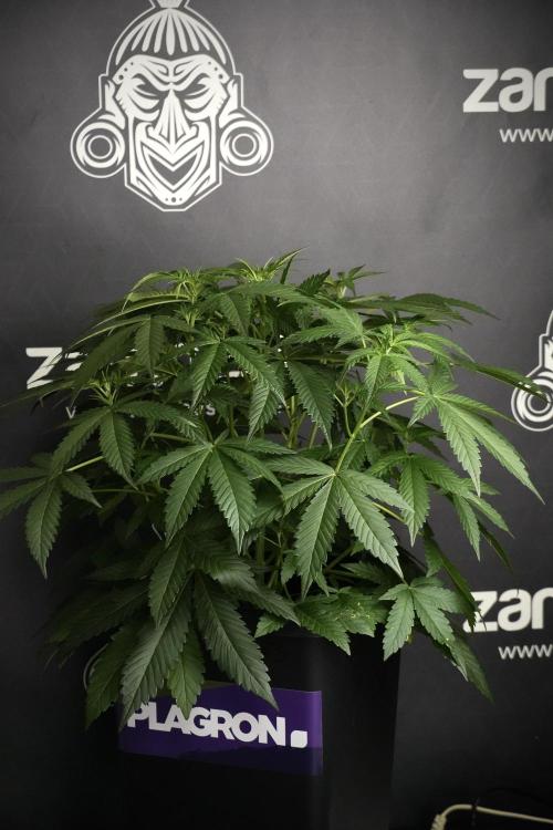 Pheno B Purple Haze By Zamnesia. Week 5 - Purple Haze Pheno B
