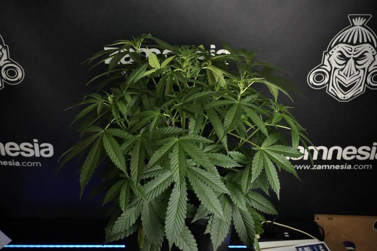 Pheno B Purple Haze By Zamnesia. Week 5 - Purple Haze Pheno B
