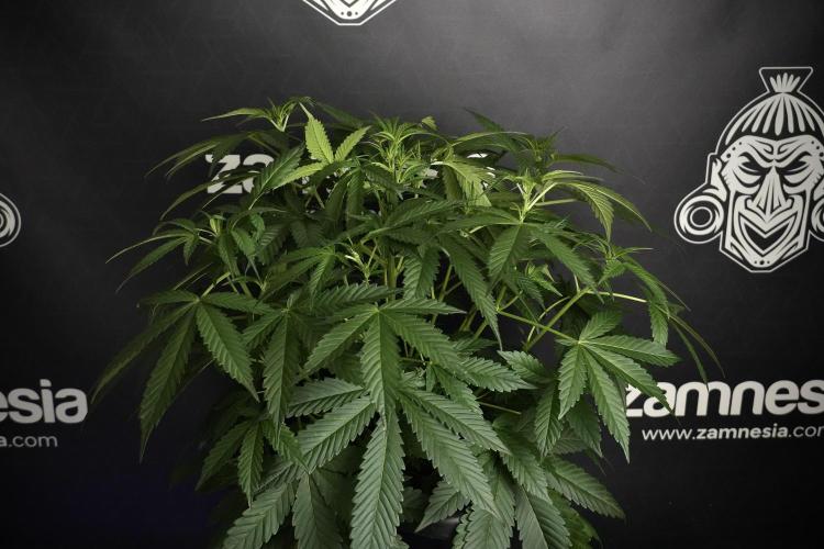 Pheno B Purple Haze By Zamnesia. Week 5 - Purple Haze Pheno B